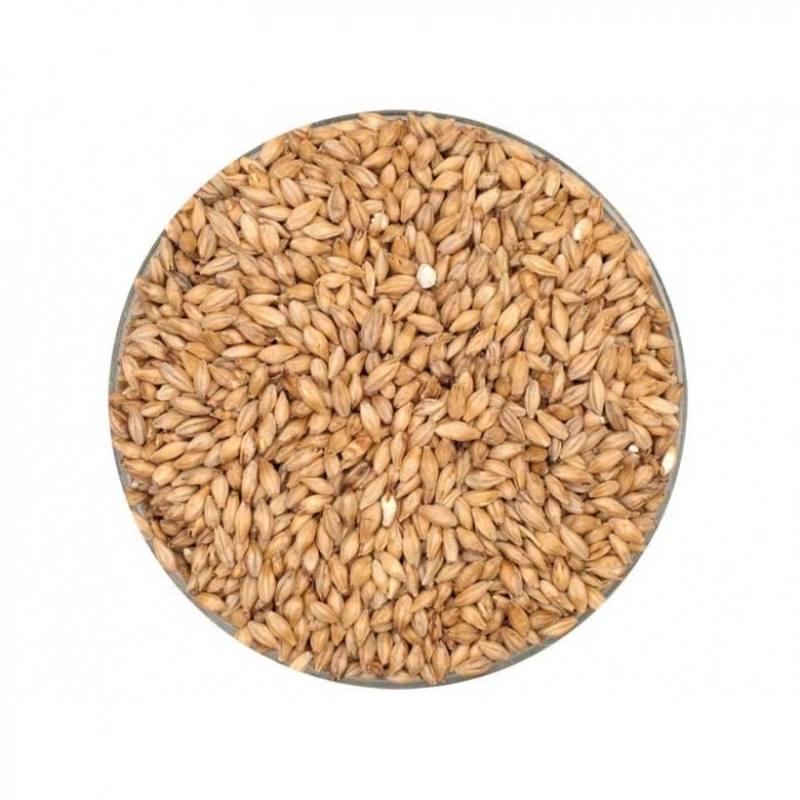 Malte Pilsen Premium - Pro Brewing - MOSA